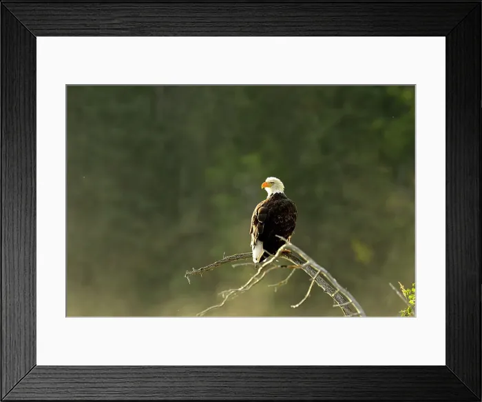 Framed Print : Bald Eagle (Haliaeetus leucocephalus) Alert for spawnig salmon and salmon carcasses along the Chilko River, Chilcotin wilderness, British Columbia, Canada Framed Print : Bald Eagle (Haliaeetus leucocephalus) Alert for spawnig salmon and salmon carcasses along the Chilko River, Chilcotin wilderness, British Columbia, Canada