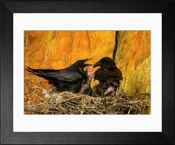 Framed Print : Common raven (Corvus corax) Adults and stick nest with hatchlings, Greater Sudbury, Ontario, Canada Framed Print : Common raven (Corvus corax) Adults and stick nest with hatchlings, Greater Sudbury, Ontario, Canada