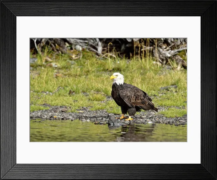 Framed Print : Bald Eagle (Haliaeetus leucocephalus) Scavenging a salmon carcass along the Chilko River, Chilcotin wilderness, British Columbia, Canada Framed Print : Bald Eagle (Haliaeetus leucocephalus) Scavenging a salmon carcass along the Chilko River, Chilcotin wilderness, British Columbia, Canada