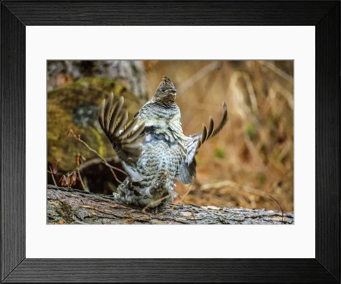 Framed Print : Ruffed grouse (Bonasa umbellus) Male on woodland drumming log, Greater Sudbury, Ontario, Canada Framed Print : Ruffed grouse (Bonasa umbellus) Male on woodland drumming log, Greater Sudbury, Ontario, Canada