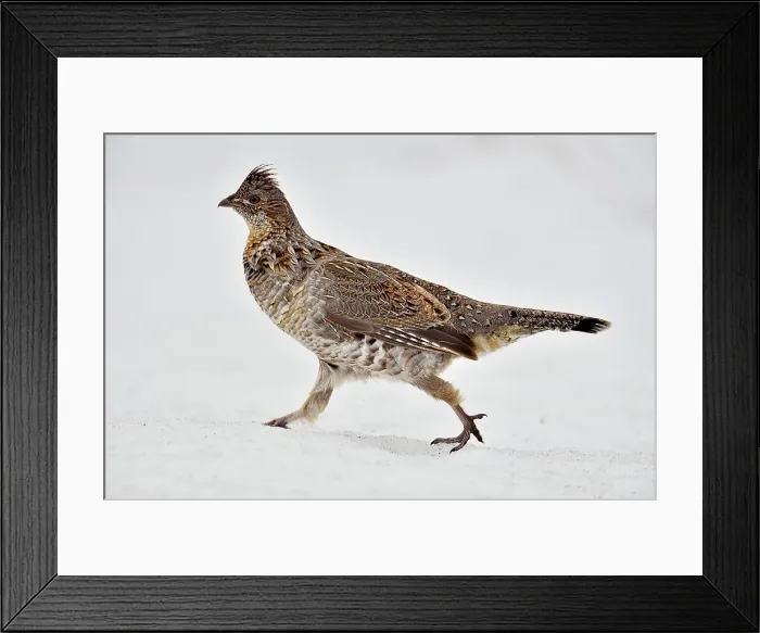 Framed Print : Ruffed grouse (Bonasa umbellus), Greater Sudbury, Ontario, Canada Framed Print : Ruffed grouse (Bonasa umbellus), Greater Sudbury, Ontario, Canada
