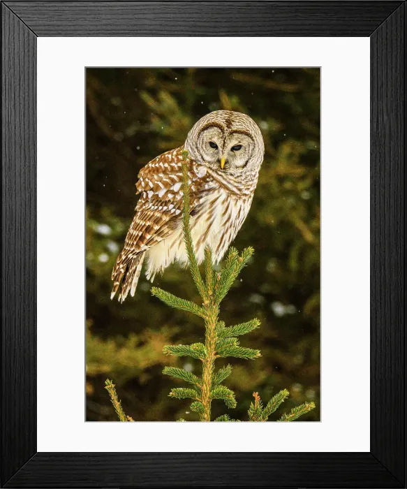 Framed Print : Barred owl (Strix varia) Backyard winter visitor hunting in the vicinity of a bird feeder, Greater Sudbury, Ontario, Canada Framed Print : Barred owl (Strix varia) Backyard winter visitor hunting in the vicinity of a bird feeder, Greater Sudbury, Ontario, Canada