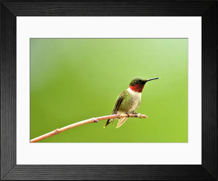 Framed Print : Ruby throated hummingbird (Archilochus colubris) Male, Greater Sudbury, Ontario, Canada