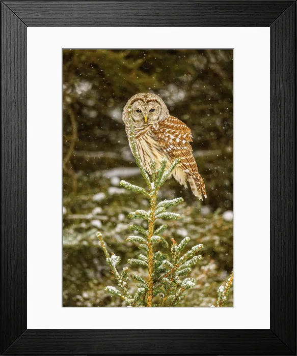 Framed Print : Barred owl (Strix varia) Perched in a winter tree, Greater Sudbury, Ontario, Canada Framed Print : Barred owl (Strix varia) Perched in a winter tree, Greater Sudbury, Ontario, Canada