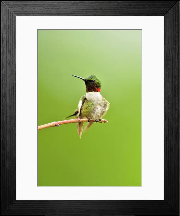 Framed Print : Ruby throated hummingbird (Archilochus colubris) Male, Greater Sudbury, Ontario, Canada Framed Print : Ruby throated hummingbird (Archilochus colubris) Male, Greater Sudbury, Ontario, Canada
