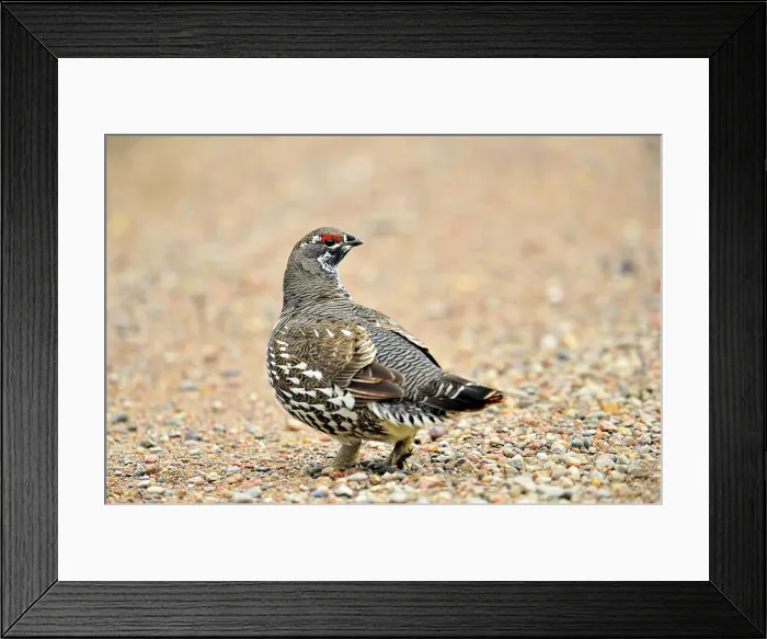 Framed Print : Spruce grouse, Canada grouse (Dendragapus canadensis) male picking at roadside gravel, Yellowknife, Ingraham Trail, Northwest Territories, Canada Framed Print : Spruce grouse, Canada grouse (Dendragapus canadensis) male picking at roadside gravel, Yellowknife, Ingraham Trail, Northwest Territories, Canada