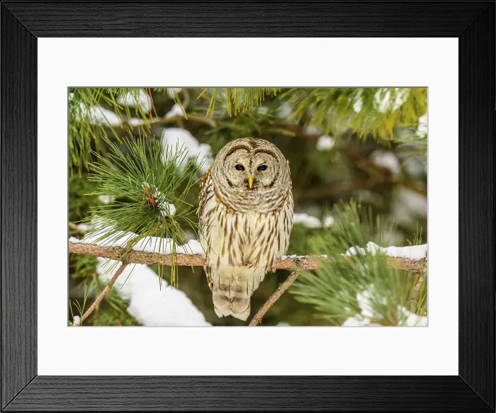 Framed Print : Barred owl (Strix varia), Greater Sudbury, Ontario, Canada Framed Print : Barred owl (Strix varia), Greater Sudbury, Ontario, Canada