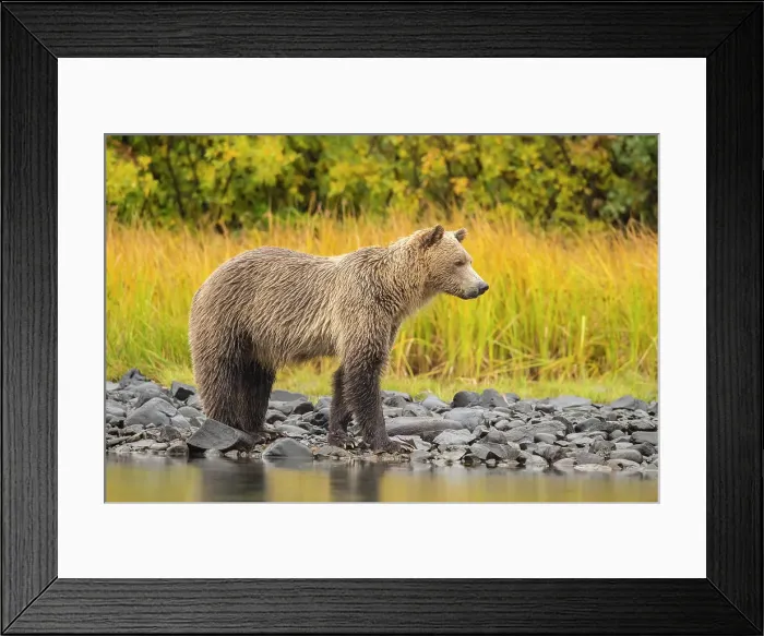 Framed Print : Grizzly bear (Ursus arctos)- Mother bear hunting sockeye salmon spawning in the Chilko River, Chilcotin Wilderness, BC Interior, Canada Framed Print : Grizzly bear (Ursus arctos)- Mother bear hunting sockeye salmon spawning in the Chilko River, Chilcotin Wilderness, BC Interior, Canada