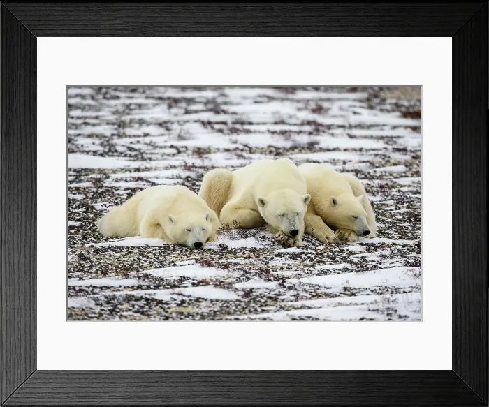 Framed Print : Polar Bear (Ursus maritimus) Mother and yearling cubs resting along the Hudson Bay coast, Wapusk NP, Cape Churchill, Manitoba, Canada Framed Print : Polar Bear (Ursus maritimus) Mother and yearling cubs resting along the Hudson Bay coast, Wapusk NP, Cape Churchill, Manitoba, Canada