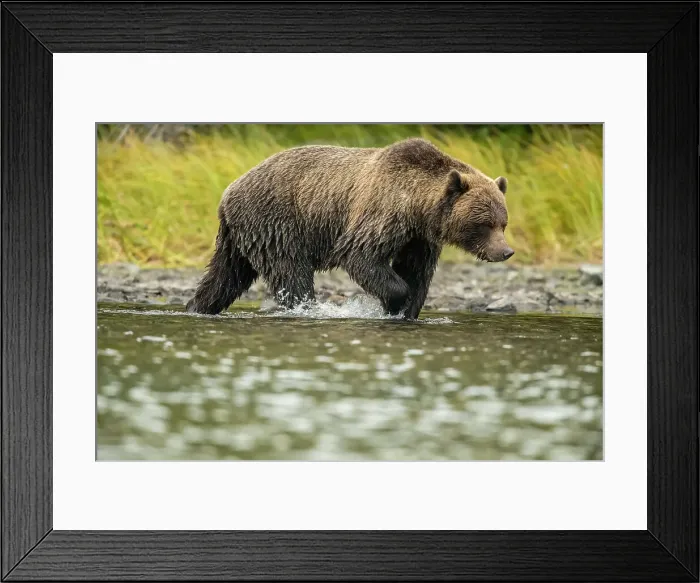 Framed Print : rizzly bear (Ursus arctos)- Mother bear and cub eating spawning sockeye salmon caught in the Chilko River, Chilcotin Wilderness, BC Interior, Canada Framed Print : rizzly bear (Ursus arctos)- Mother bear and cub eating spawning sockeye salmon caught in the Chilko River, Chilcotin Wilderness, BC Interior, Canada
