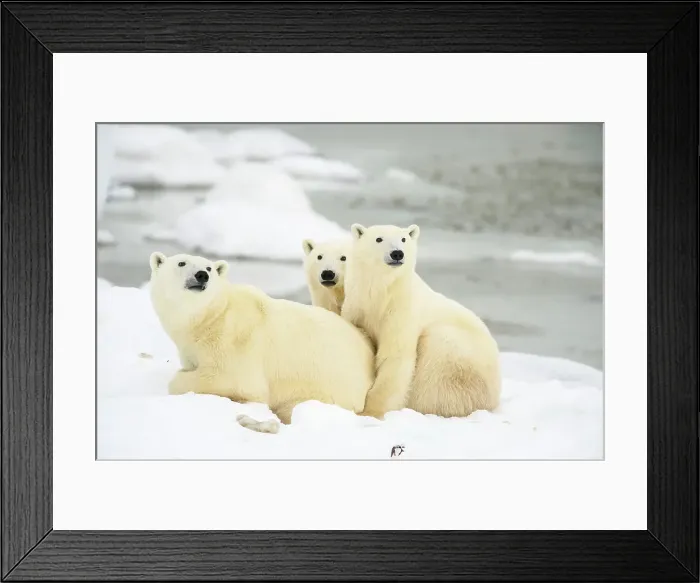 Framed Print : Polar Bear (Ursus maritimus) Mother and yearling cubs resting along the Hudson Bay coast, Wapusk NP, Cape Churchill, Manitoba, Canada Framed Print : Polar Bear (Ursus maritimus) Mother and yearling cubs resting along the Hudson Bay coast, Wapusk NP, Cape Churchill, Manitoba, Canada