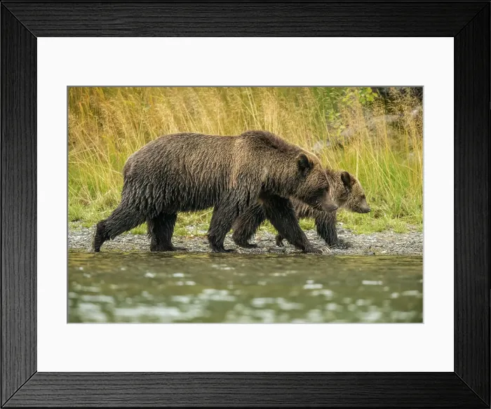 Framed Print : rizzly bear (Ursus arctos)- Mother bear and cub eating spawning sockeye salmon caught in the Chilko River, Chilcotin Wilderness, BC Interior, Canada Framed Print : rizzly bear (Ursus arctos)- Mother bear and cub eating spawning sockeye salmon caught in the Chilko River, Chilcotin Wilderness, BC Interior, Canada