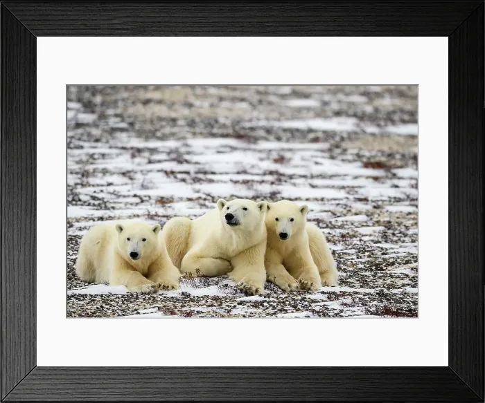 Framed Print : Polar Bear (Ursus maritimus) Mother and yearling cubs resting along the Hudson Bay coast, Wapusk NP, Cape Churchill, Manitoba, Canada Framed Print : Polar Bear (Ursus maritimus) Mother and yearling cubs resting along the Hudson Bay coast, Wapusk NP, Cape Churchill, Manitoba, Canada