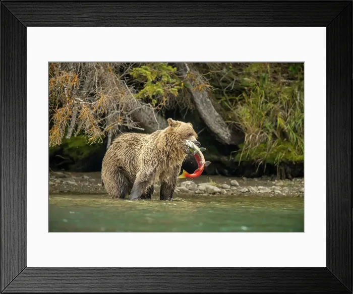 Framed Print : Grizzly bear (Ursus arctos)- Mother bear returning to shore with spawning sockeye salmon carcass retrieved from the Chilko River, Chilcotin Wilderness, BC Interior, Canada Framed Print : Grizzly bear (Ursus arctos)- Mother bear returning to shore with spawning sockeye salmon carcass retrieved from the Chilko River, Chilcotin Wilderness, BC Interior, Canada