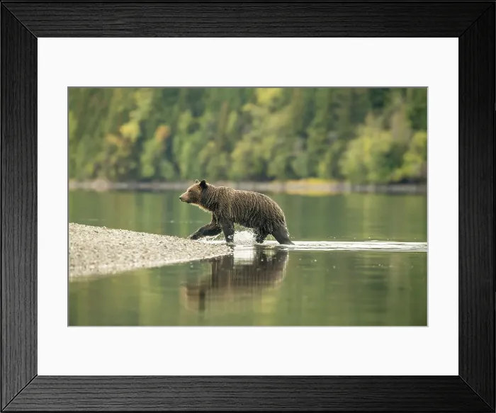 Framed Print : Grizzly bear (Ursus arctos)- Mother bear hunting sockeye salmon spawning in the Chilko River, Chilcotin Wilderness, BC Interior, Canada Framed Print : Grizzly bear (Ursus arctos)- Mother bear hunting sockeye salmon spawning in the Chilko River, Chilcotin Wilderness, BC Interior, Canada