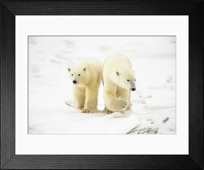Framed Print : Polar Bear (Ursus maritimus) Yearling cubs with mother close by, Wapusk NP, Cape Churchill, Manitoba, Canada Framed Print : Polar Bear (Ursus maritimus) Yearling cubs with mother close by, Wapusk NP, Cape Churchill, Manitoba, Canada