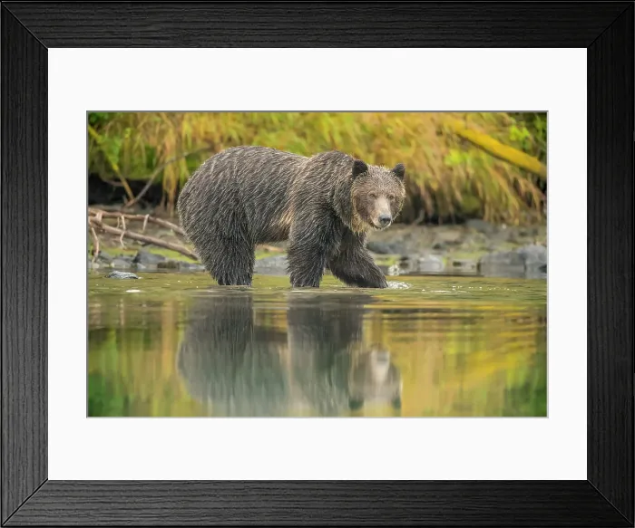 Framed Print : Grizzly bear (Ursus arctos)- Mother bear hunting sockeye salmon spawning in the Chilko River, Chilcotin Wilderness, BC Interior, Canada