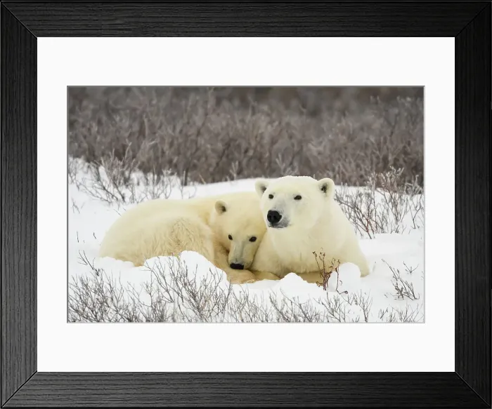 Framed Print : Polar Bear (Ursus maritimus) Mother and yearling cub resting along the Hudson Bay coast, Wapusk NP, Cape Churchill, Manitoba, Canada Framed Print : Polar Bear (Ursus maritimus) Mother and yearling cub resting along the Hudson Bay coast, Wapusk NP, Cape Churchill, Manitoba, Canada