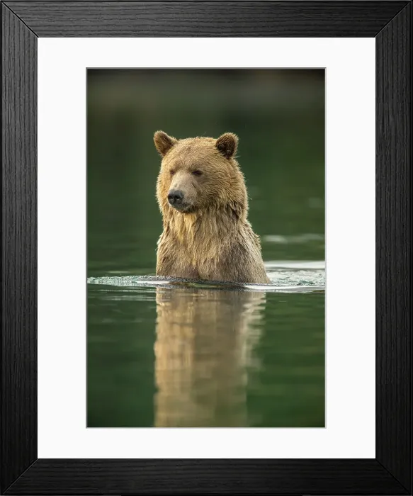 Framed Print : Grizzly bear (Ursus arctos)- Mother bear hunting sockeye salmon spawning in the Chilko River, Chilcotin Wilderness, BC Interior, Canada Framed Print : Grizzly bear (Ursus arctos)- Mother bear hunting sockeye salmon spawning in the Chilko River, Chilcotin Wilderness, BC Interior, Canada