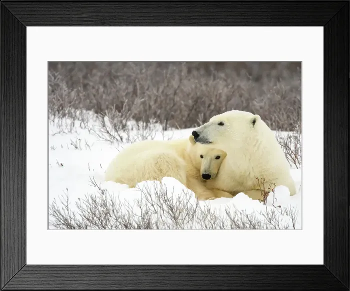 Framed Print : Polar Bear (Ursus maritimus) Mother and yearling cub resting along the Hudson Bay coast, Wapusk NP, Cape Churchill, Manitoba, Canada Framed Print : Polar Bear (Ursus maritimus) Mother and yearling cub resting along the Hudson Bay coast, Wapusk NP, Cape Churchill, Manitoba, Canada