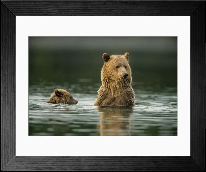 Framed Print : Grizzly bear (Ursus arctos)- Mother bear hunting sockeye salmon spawning in the Chilko River, Chilcotin Wilderness, BC Interior, Canada Framed Print : Grizzly bear (Ursus arctos)- Mother bear hunting sockeye salmon spawning in the Chilko River, Chilcotin Wilderness, BC Interior, Canada