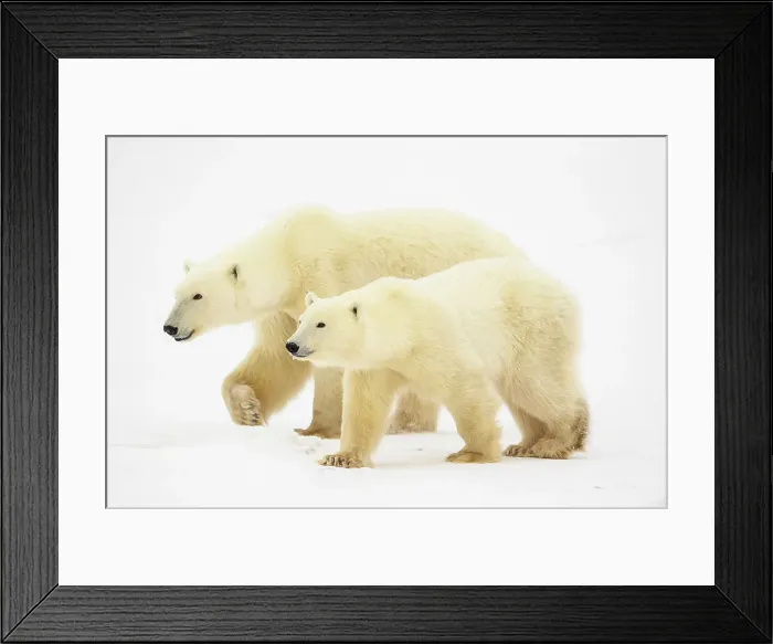 Framed Print : Polar Bear (Ursus maritimus) Yearling cubs with mother close by, Wapusk NP, Cape Churchill, Manitoba, Canada Framed Print : Polar Bear (Ursus maritimus) Yearling cubs with mother close by, Wapusk NP, Cape Churchill, Manitoba, Canada
