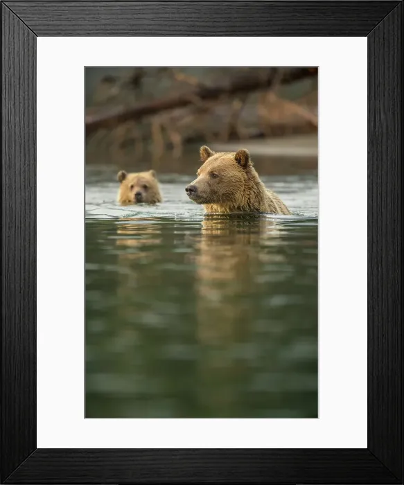 Framed Print : Grizzly bear (Ursus arctos)- Mother and first year cub hunting sockeye salmon spawning in the Chilko River, Chilcotin Wilderness, BC Interior, Canada Framed Print : Grizzly bear (Ursus arctos)- Mother and first year cub hunting sockeye salmon spawning in the Chilko River, Chilcotin Wilderness, BC Interior, Canada