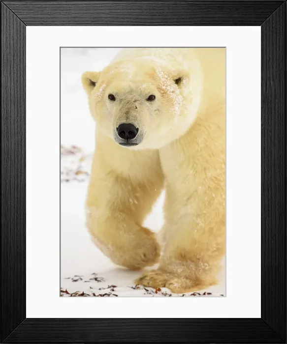 Framed Print : Polar Bear (Ursus maritimus) Curious individual approaching, Wapusk NP, Cape Churchill, Manitoba, Canada Framed Print : Polar Bear (Ursus maritimus) Curious individual approaching, Wapusk NP, Cape Churchill, Manitoba, Canada