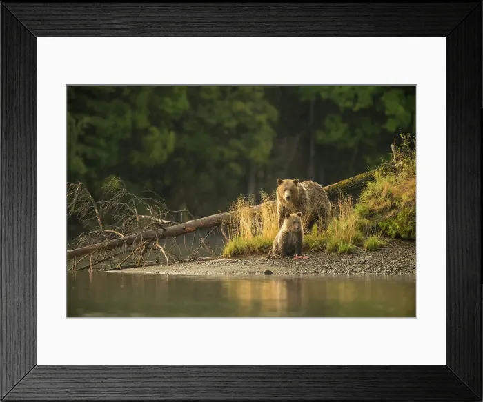 Framed Print : Grizzly bear (Ursus arctos)- Mother and first year cub hunting sockeye salmon spawning in the Chilko River, Chilcotin Wilderness, BC Interior, Canada Framed Print : Grizzly bear (Ursus arctos)- Mother and first year cub hunting sockeye salmon spawning in the Chilko River, Chilcotin Wilderness, BC Interior, Canada
