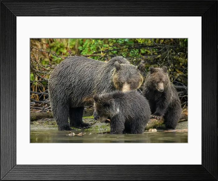 Framed Print : Grizzly bear (Ursus arctos)- Mother and first year cubs hunting sockeye salmon spawning in the Chilko River, Chilcotin Wilderness, BC Interior, Canada Framed Print : Grizzly bear (Ursus arctos)- Mother and first year cubs hunting sockeye salmon spawning in the Chilko River, Chilcotin Wilderness, BC Interior, Canada