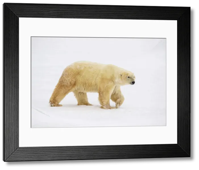 Framed Print : Polar Bear (Ursus maritimus) Curious individual approaching, Wapusk NP, Cape Churchill, Manitoba, Canada Framed Print : Polar Bear (Ursus maritimus) Curious individual approaching, Wapusk NP, Cape Churchill, Manitoba, Canada