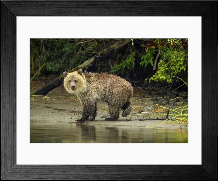 Framed Print : Grizzly bear (Ursus arctos)- First-year cub following mother as she hunts for spawning salmon along shore of the Chilko River, Chilcotin Wilderness, BC Interior, Canada Framed Print : Grizzly bear (Ursus arctos)- First-year cub following mother as she hunts for spawning salmon along shore of the Chilko River, Chilcotin Wilderness, BC Interior, Canada