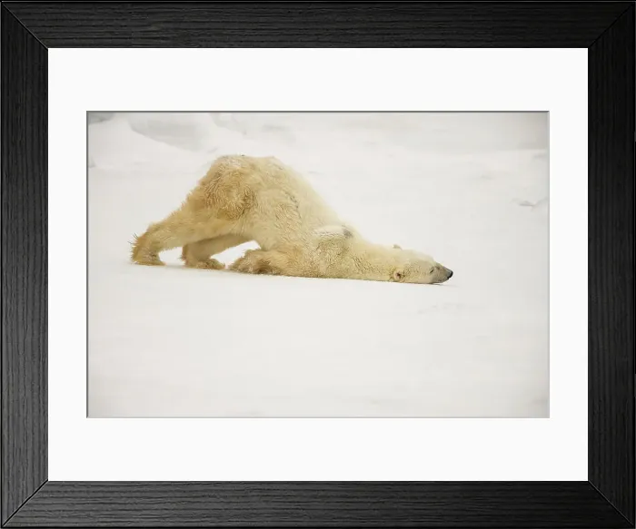 Framed Print : Polar Bear (Ursus maritimus) Grooming behaviour, Wapusk NP, Cape Churchill, Manitoba, Canada