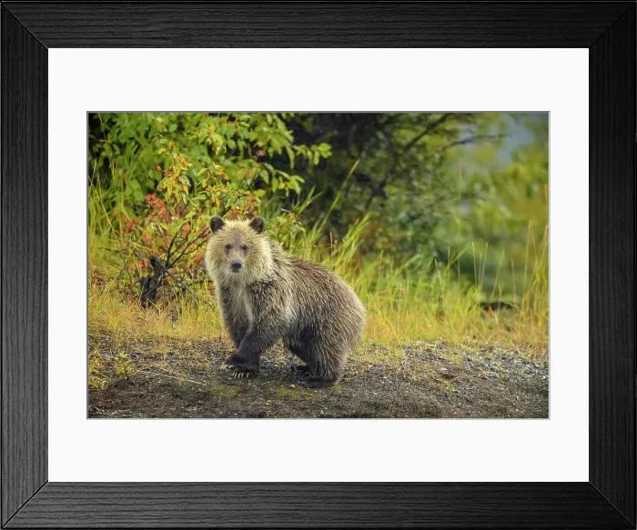 Framed Print : Grizzly bear (Ursus arctos)- First-year cub following mother as she hunts for spawning salmon along shore of the Chilko River, Chilcotin Wilderness, BC Interior, Canada Framed Print : Grizzly bear (Ursus arctos)- First-year cub following mother as she hunts for spawning salmon along shore of the Chilko River, Chilcotin Wilderness, BC Interior, Canada