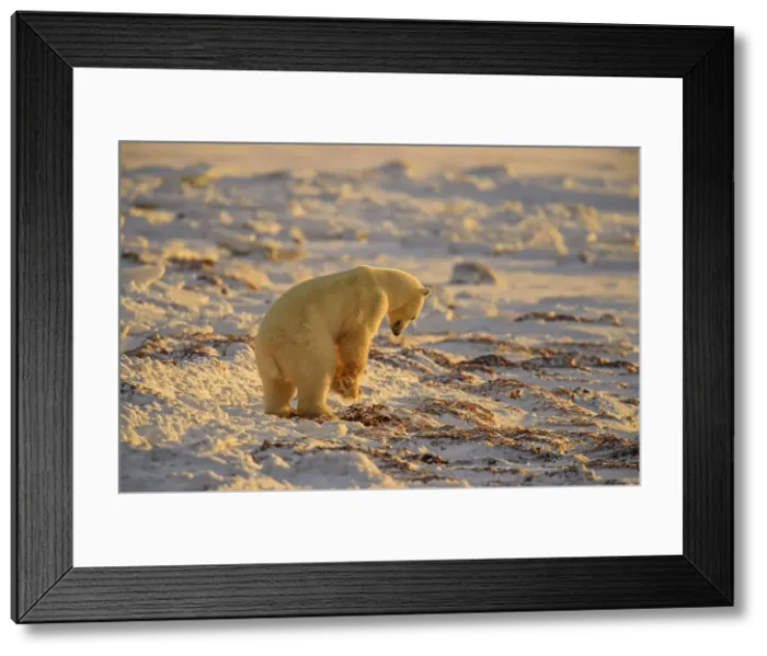 Framed Print : Polar Bear (Ursus maritimus) Excavating day bed in seaweed, Churchill Wildlife Management Area, Churchill, Manitoba, Canada Framed Print : Polar Bear (Ursus maritimus) Excavating day bed in seaweed, Churchill Wildlife Management Area, Churchill, Manitoba, Canada