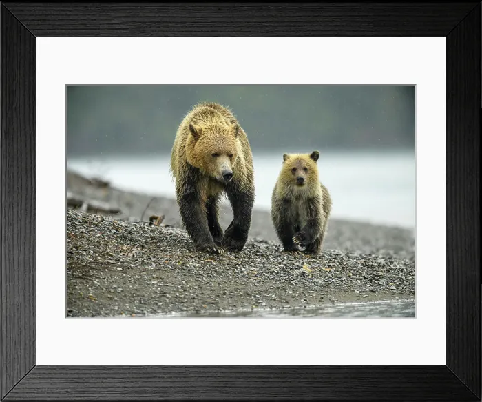 Framed Print : Grizzly bear (Ursus arctos)- First-year cub following mother as she hunts for spawning salmon along shore of the Chilko River, Chilcotin Wilderness, BC Interior, Canada Framed Print : Grizzly bear (Ursus arctos)- First-year cub following mother as she hunts for spawning salmon along shore of the Chilko River, Chilcotin Wilderness, BC Interior, Canada