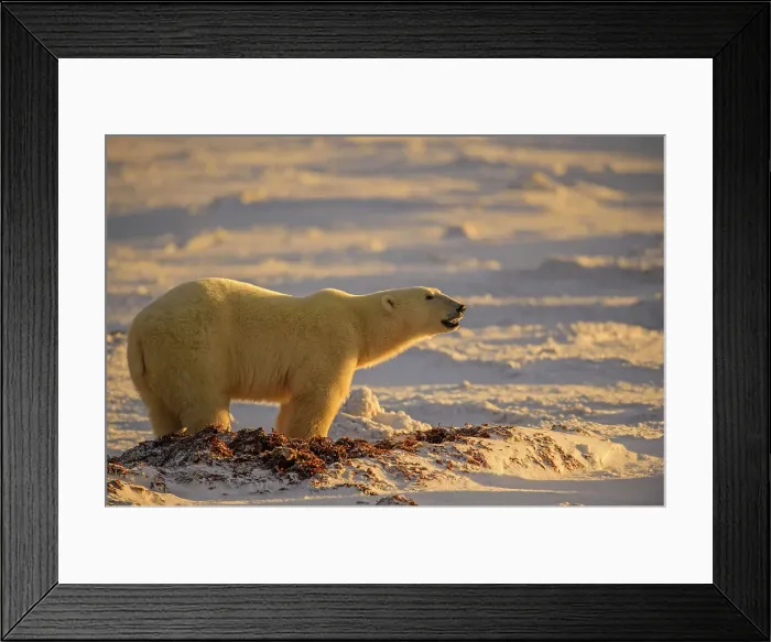 Framed Print : Polar Bear (Ursus maritimus) Excavating day bed in seaweed, Churchill Wildlife Management Area, Churchill, Manitoba, Canada Framed Print : Polar Bear (Ursus maritimus) Excavating day bed in seaweed, Churchill Wildlife Management Area, Churchill, Manitoba, Canada