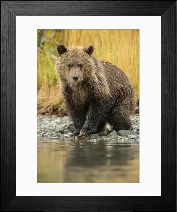 Framed Print : Grizzly bear (Ursus arctos)- First-year cub eating spawning sockeye salmon caught in the Chilko River, Chilcotin Wilderness, BC Interior, Canada Framed Print : Grizzly bear (Ursus arctos)- First-year cub eating spawning sockeye salmon caught in the Chilko River, Chilcotin Wilderness, BC Interior, Canada