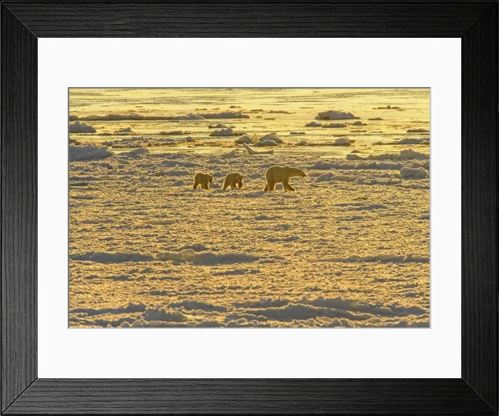 Framed Print : Polar Bear (Ursus maritimus) Mother and cubs wandering Hudson Bay coastline waiting for the sea ice to form. Churchill Wildlife Management area, Churchill, Manitoba, Canada Framed Print : Polar Bear (Ursus maritimus) Mother and cubs wandering Hudson Bay coastline waiting for the sea ice to form. Churchill Wildlife Management area, Churchill, Manitoba, Canada