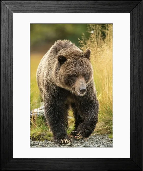 Framed Print : Grizzly bear (Ursus arctos)- Mother bear hunting sockeye salmon spawning in the Chilko River, Chilcotin Wilderness, BC Interior, Canada Framed Print : Grizzly bear (Ursus arctos)- Mother bear hunting sockeye salmon spawning in the Chilko River, Chilcotin Wilderness, BC Interior, Canada