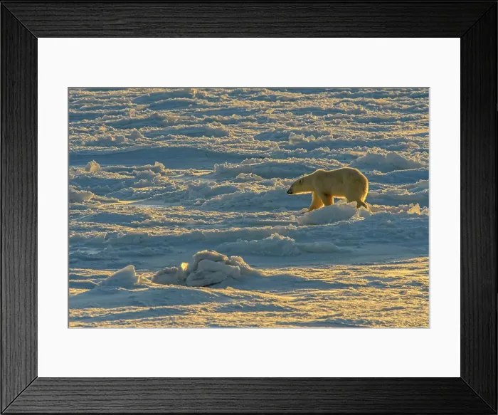 Framed Print : Polar Bear (Ursus maritimus) Wandering Hudson Bay coast waiting for sea ice, Churchill Wildlife Management area, Churchill, Manitoba, Canada Framed Print : Polar Bear (Ursus maritimus) Wandering Hudson Bay coast waiting for sea ice, Churchill Wildlife Management area, Churchill, Manitoba, Canada