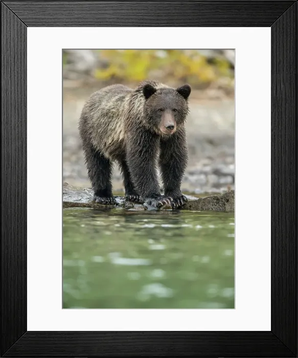 Framed Print : Grizzly bear (Ursus arctos)- Mother bear hunting sockeye salmon spawning in the Chilko River, Chilcotin Wilderness, BC Interior, Canada Framed Print : Grizzly bear (Ursus arctos)- Mother bear hunting sockeye salmon spawning in the Chilko River, Chilcotin Wilderness, BC Interior, Canada