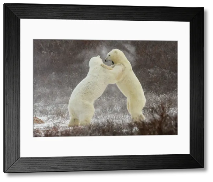 Framed Print : Polar Bear (Ursus maritimus) Interaction and sparring, Churchill Wildlife Management area, Churchill, Manitoba, Canada Framed Print : Polar Bear (Ursus maritimus) Interaction and sparring, Churchill Wildlife Management area, Churchill, Manitoba, Canada