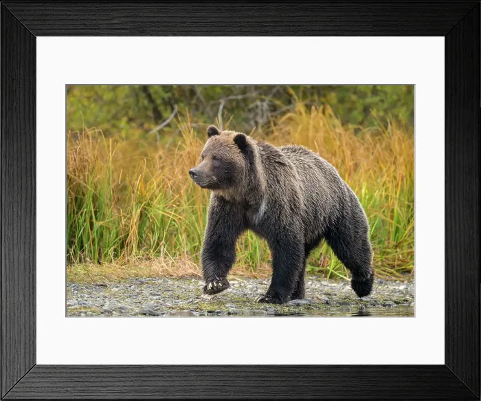 Framed Print : Grizzly bear (Ursus arctos)- Mother bear hunting sockeye salmon spawning in the Chilko River, Chilcotin Wilderness, BC Interior, Canada Framed Print : Grizzly bear (Ursus arctos)- Mother bear hunting sockeye salmon spawning in the Chilko River, Chilcotin Wilderness, BC Interior, Canada
