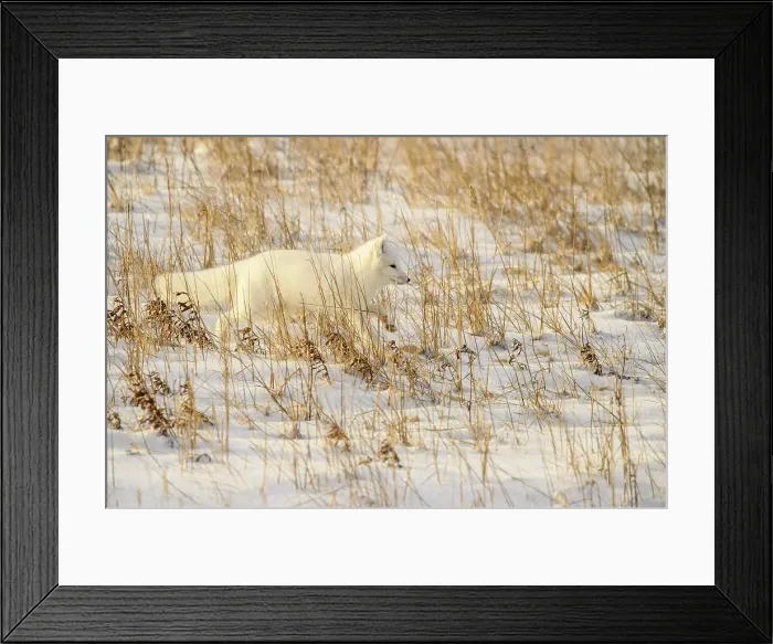 Framed Print : Arctic fox (Alopex ) Hunting in shoreline grasses, Churchill Wildlife Management area, Churchill, Manitoba, Canada Framed Print : Arctic fox (Alopex ) Hunting in shoreline grasses, Churchill Wildlife Management area, Churchill, Manitoba, Canada