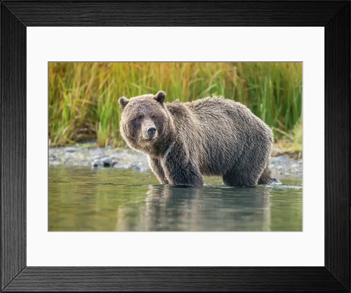 Framed Print : Grizzly bear (Ursus arctos)- Mother bear hunting sockeye salmon spawning in the Chilko River, Chilcotin Wilderness, BC Interior, Canada