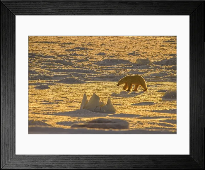 Framed Print : Polar Bear (Ursus maritimus) Wandering Hudson Bay coast waiting for sea ice, Churchill Wildlife Management area, Churchill, Manitoba, Canada Framed Print : Polar Bear (Ursus maritimus) Wandering Hudson Bay coast waiting for sea ice, Churchill Wildlife Management area, Churchill, Manitoba, Canada