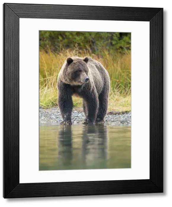 Framed Print : Grizzly bear (Ursus arctos)- Mother bear hunting sockeye salmon spawning in the Chilko River, Chilcotin Wilderness, BC Interior, Canada Framed Print : Grizzly bear (Ursus arctos)- Mother bear hunting sockeye salmon spawning in the Chilko River, Chilcotin Wilderness, BC Interior, Canada