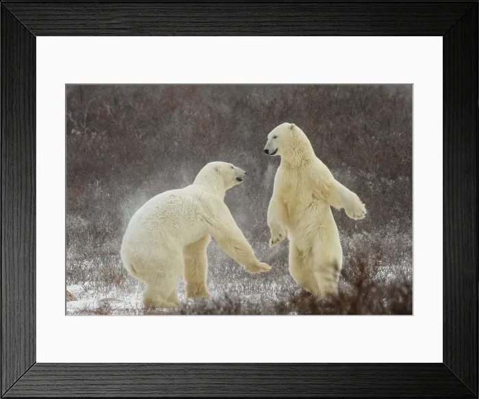 Framed Print : Polar Bear (Ursus maritimus) Interaction and sparring, Churchill Wildlife Management area, Churchill, Manitoba, Canada Framed Print : Polar Bear (Ursus maritimus) Interaction and sparring, Churchill Wildlife Management area, Churchill, Manitoba, Canada