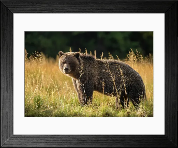 Framed Print : Grizzly bear (Ursus arctos)- Mother bear hunting sockeye salmon spawning in the Chilko River, Chilcotin Wilderness, BC Interior, Canada Framed Print : Grizzly bear (Ursus arctos)- Mother bear hunting sockeye salmon spawning in the Chilko River, Chilcotin Wilderness, BC Interior, Canada